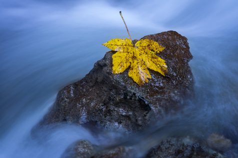 Feuille d'automne sur un rocher © David Briard
