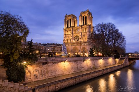 Notre Dame and its Chistmas tree © David Briard