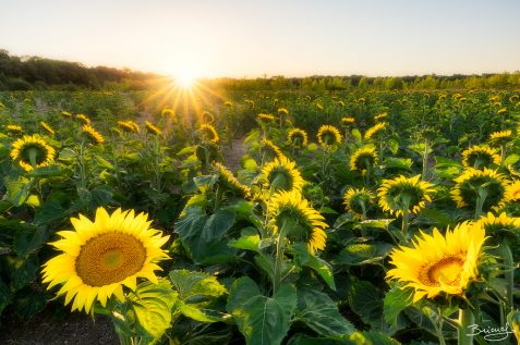 Sunflower Field © David Briard
