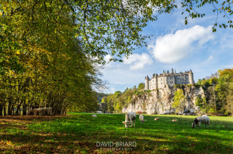 Herd of Cows Grazing in front of Walzin Castle © David Briard