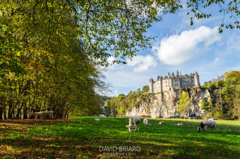 Troupeau de vaches paissant devant le Château de Walzin © David Briard