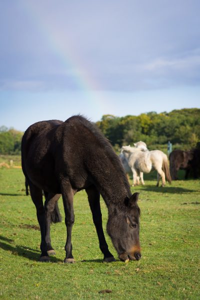 Chevaux de New Forest © David Briard