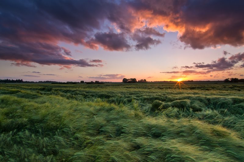 Champ de blé © David Briard