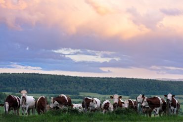 Fan club of the photographer © David Briard