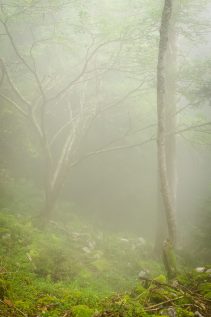 Forêt dans le brouillard © David Briard