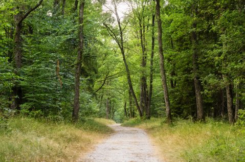 Sentier © David Briard