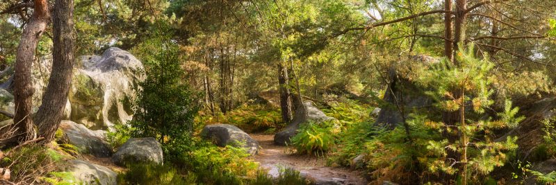 The Enchanted Forest © David Briard