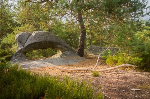 L'arche et la branche © David Briard