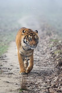 Sumatran tiger © David Briard