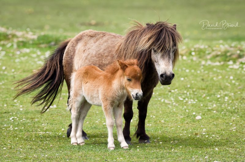 Shetland Ponies in New Forest © David Briard