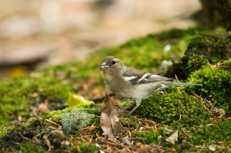 Pinson des arbres © David Briard