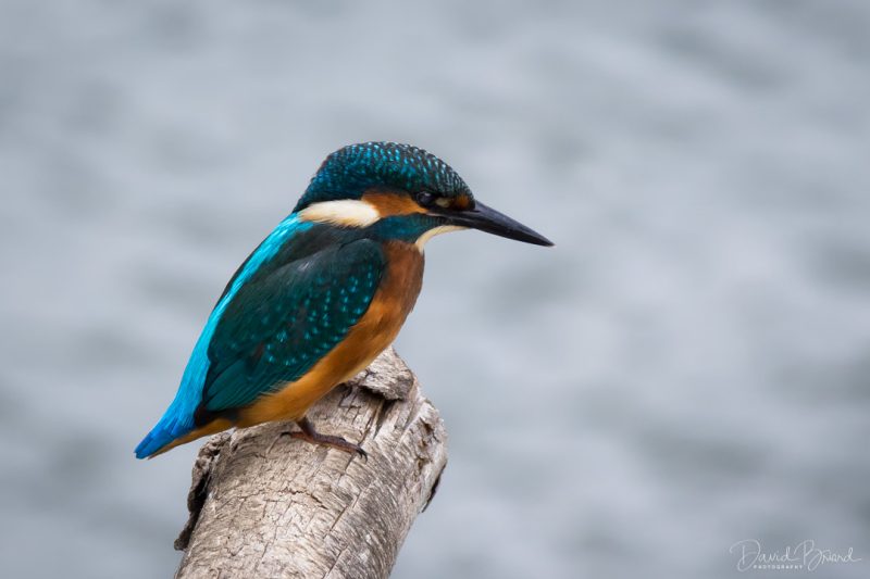 Martin-pêcheur © David Briard