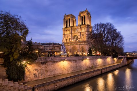 Notre-Dame et son arbre de Noël © David Briard