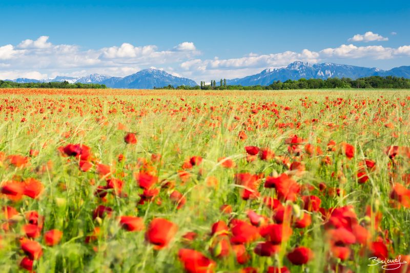 Poppy Field © David Briard