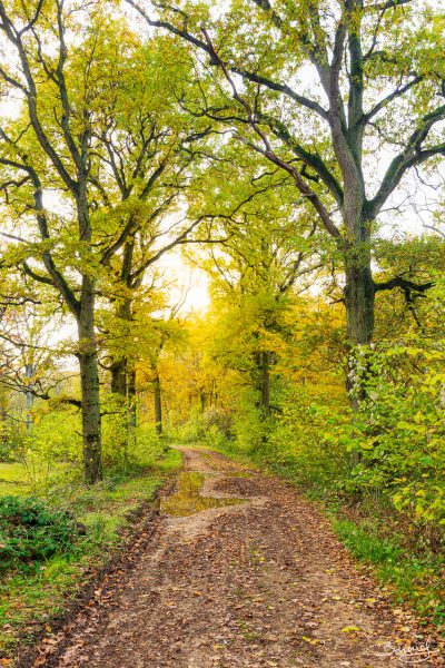 Autumn colors © David Briard