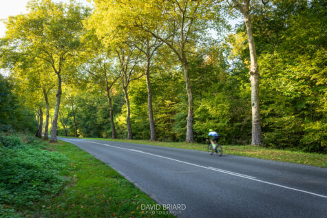 Lone Cyclist on a Road Lined with Plane Trees in Autumn Light © David Briard