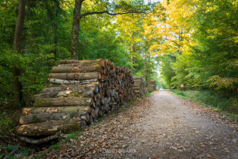 Forest path and woodpile in autumn in the Armainvilliers Forest © David Briard