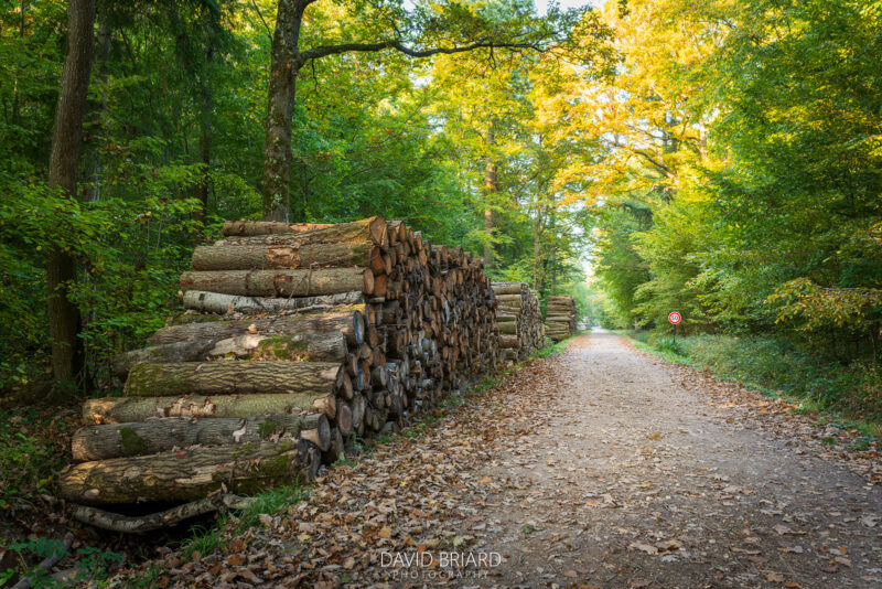 Forest path and woodpile in autumn in the Armainvilliers Forest © David Briard