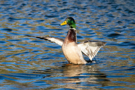 Mallard Duck Stretching Wings © David Briard